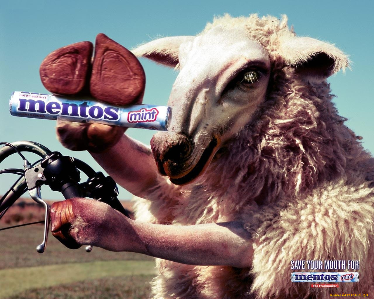 Реклама 90 х. Реклама ментос с овцами. Реклама ментос баран. Овца из рекламы ментос.